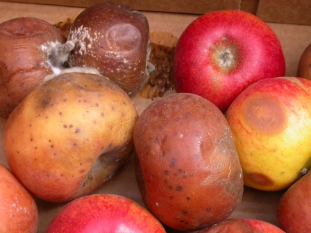 LagerFäulnis an Äpfel.JPG